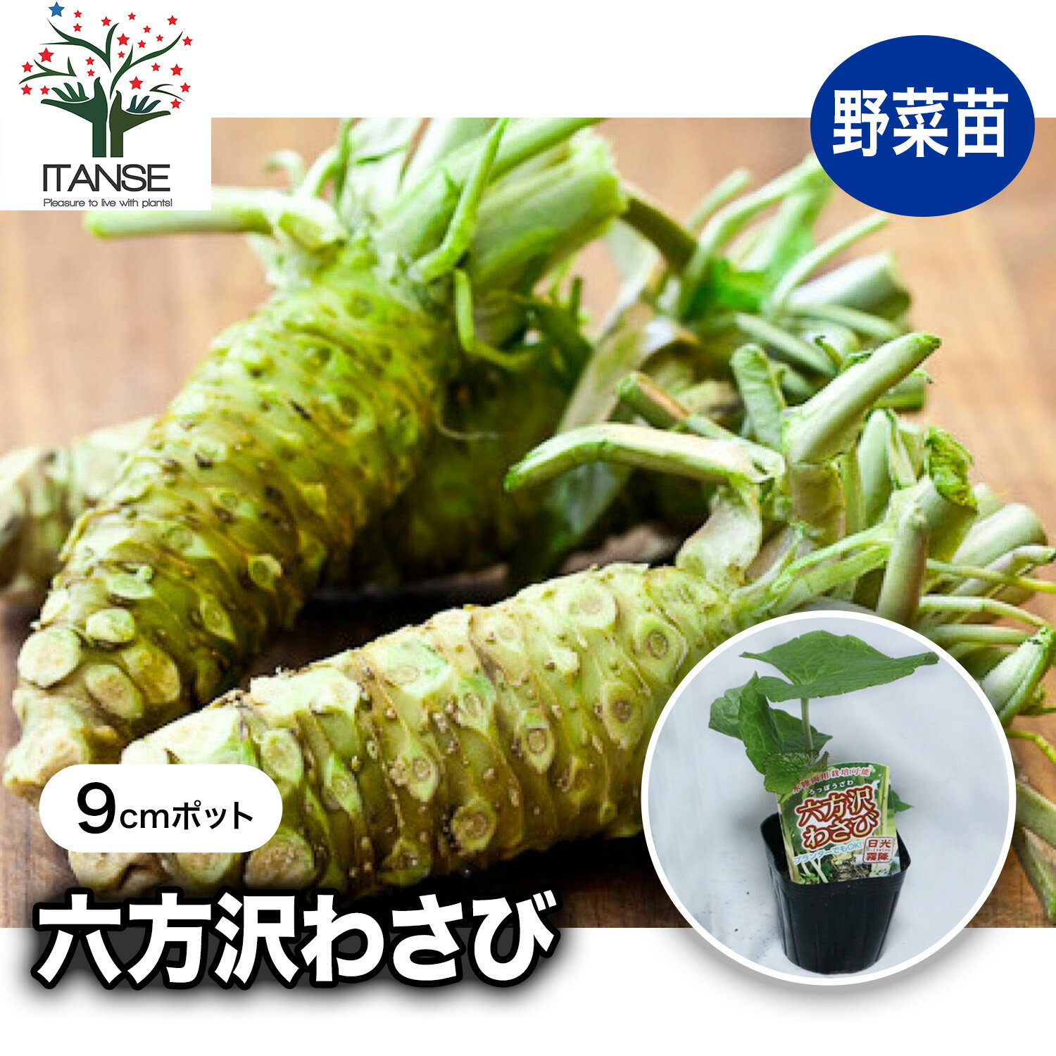 【送料無料】六方沢わさび 野菜苗 9cmポット 2個セット ワサビ苗 水陸両用 人気 品種 ベランダ ...