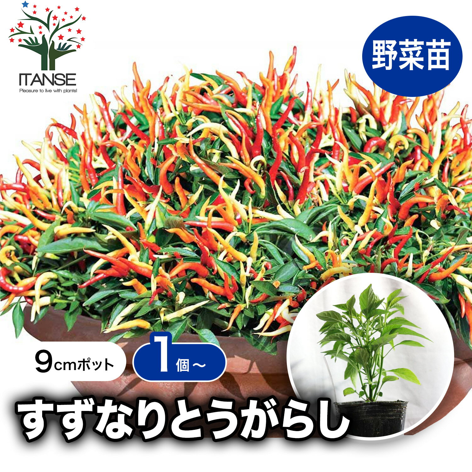 【送料無料】旨甘すずなりとうがらし 9cmポット自根苗 支柱不要 多収穫 野菜苗 トウガラシ苗 とうがらし苗 唐辛子苗 唐がらし Red pepper ベランダ 露地 ハウス栽培 送料無料 即納