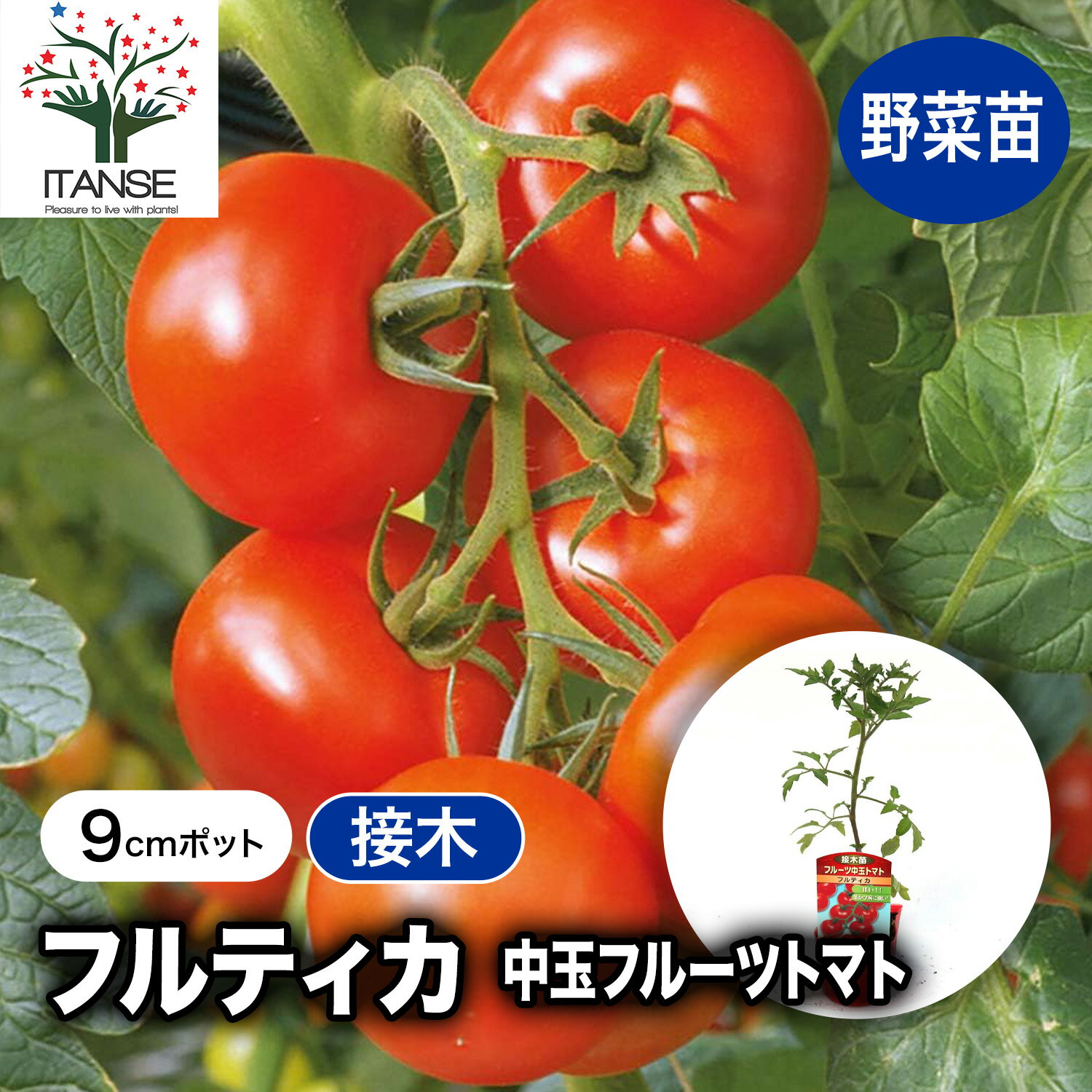 フルティカフルーツトマト接ぎ木苗野...
