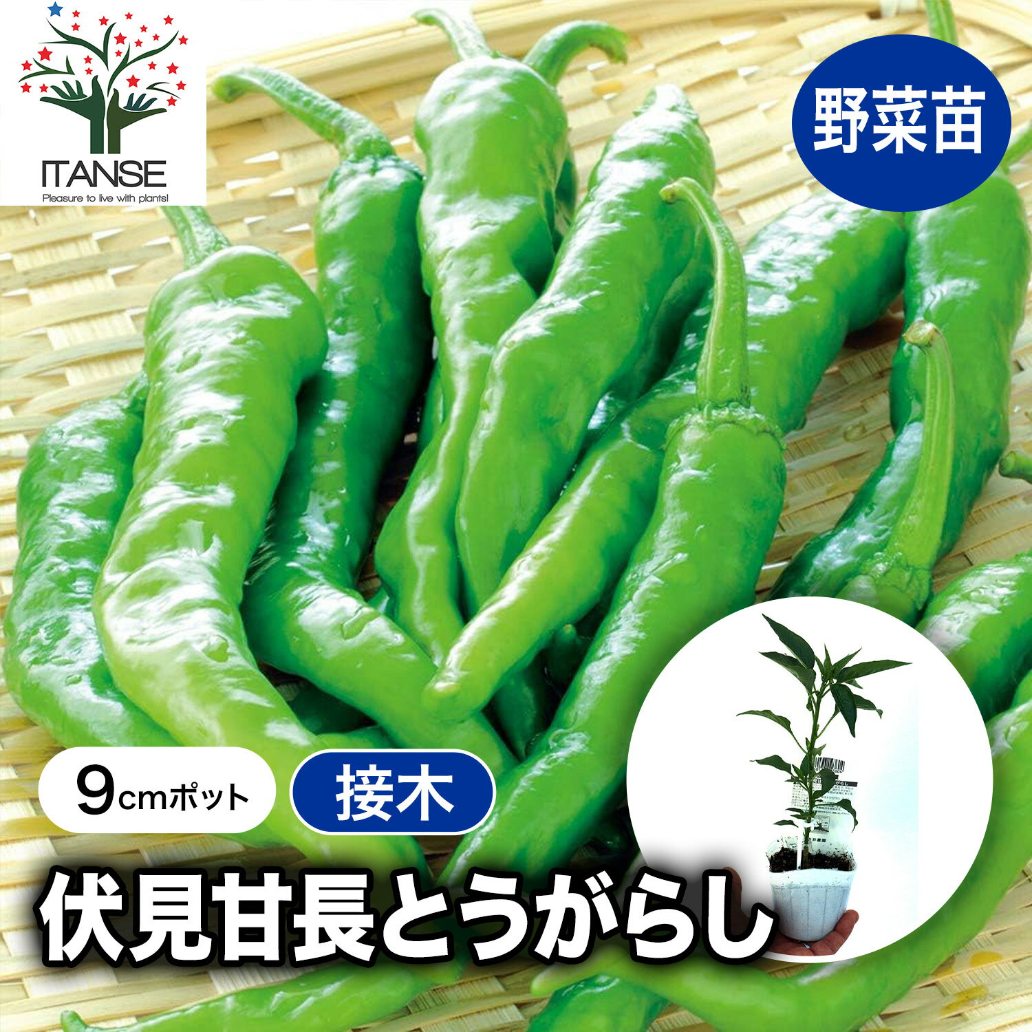 【送料無料】伏見甘長とうがらし 接ぎ木苗 野菜 接木苗9cmポット トウガラシ 唐辛子 唐がらし Red pepper ベランダ 露地栽培 ハウス栽培 スコヴィル スコビル 京野菜 野菜 送料無料 即納