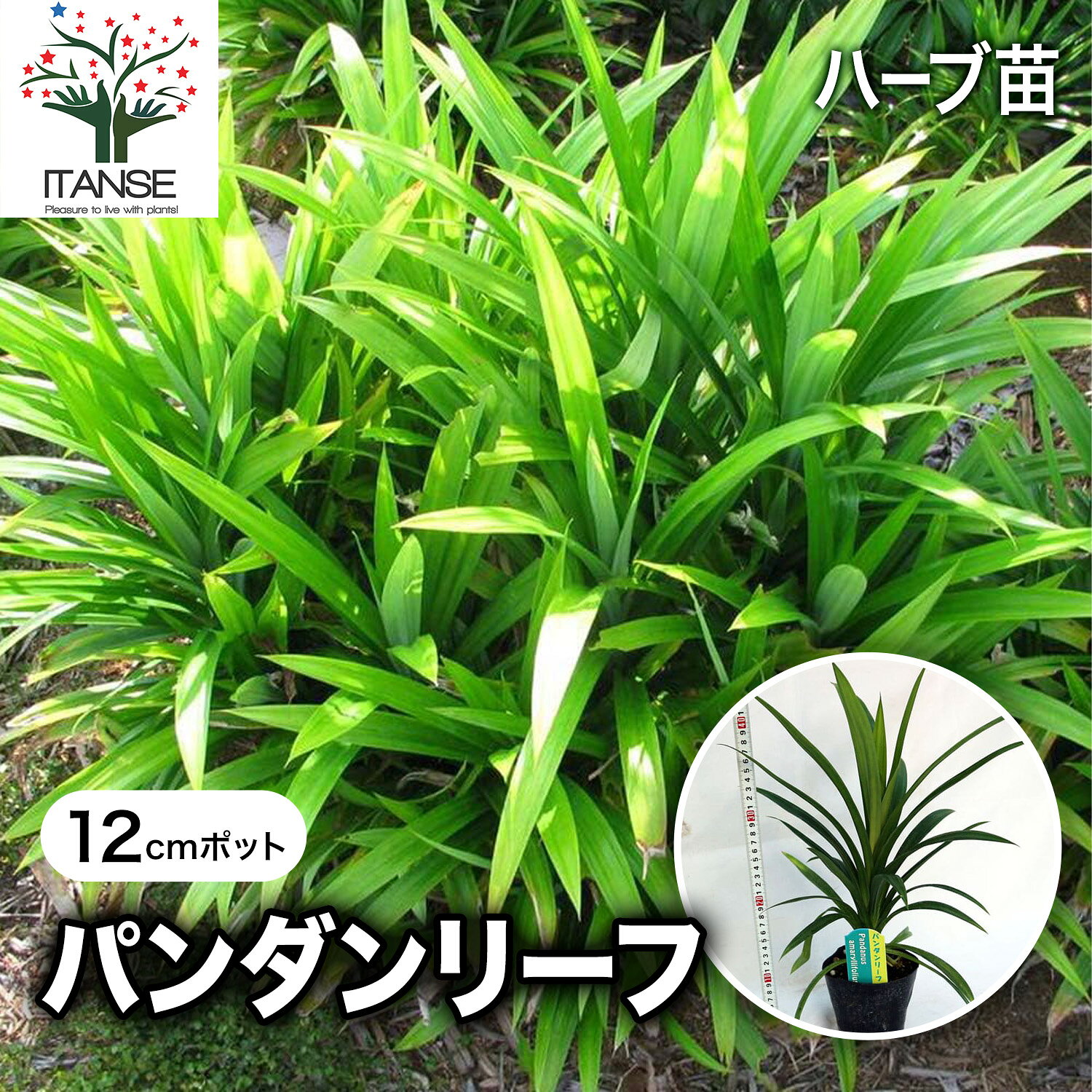 楽天市場】ニオイタコノキ(パンダンリーフ)【ハーブ苗の通販
