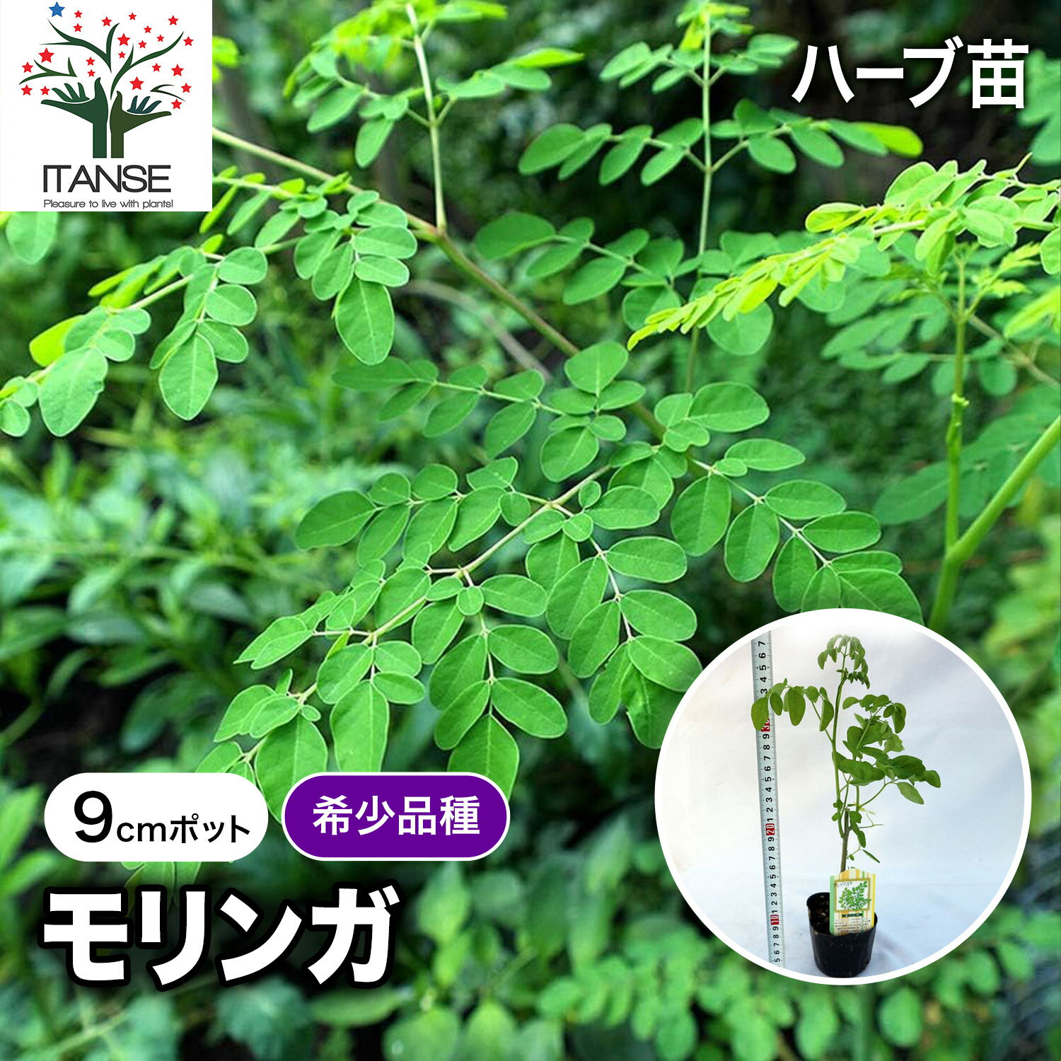 楽天市場】モリンガ 苗木の通販
