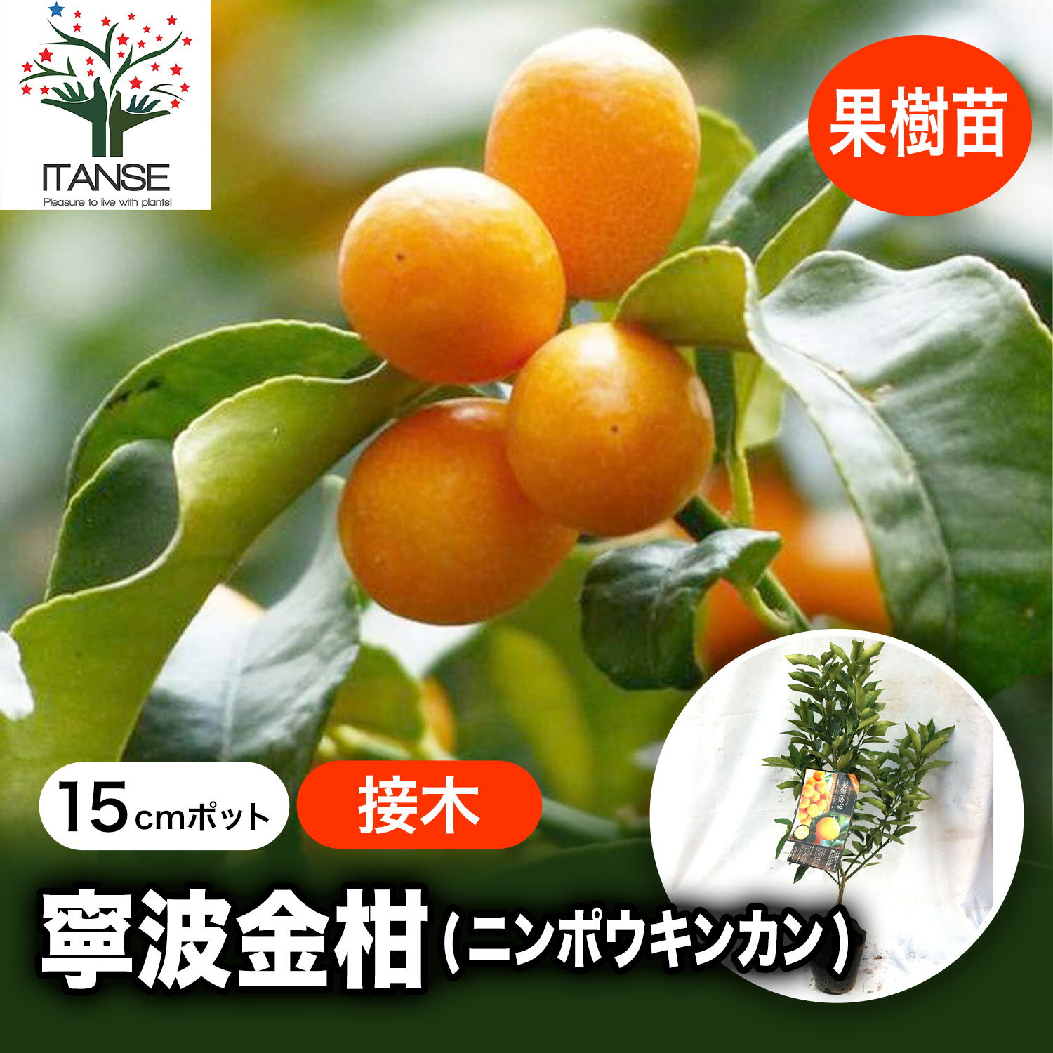【送料無料】寧波金柑 ( ニンポウキンカン ) 果樹苗 1〜2年生 接木苗 15cmポット 1本 きんかん苗 苗木 接ぎ木苗 ベランダ 苗木 柑橘 香酸 みかん ミカン 農園 農場 露地 シンボルツリー オレンジ レモン 送料無料 即納