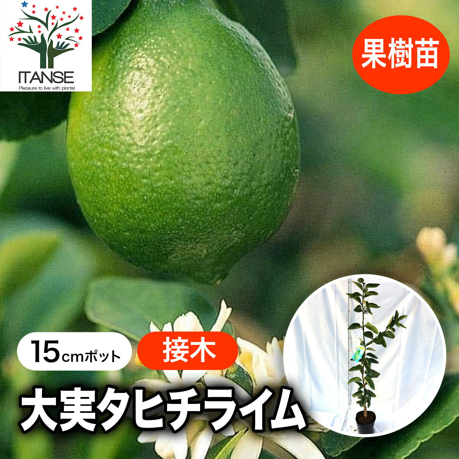 ������̵������¥��ҥ��饤�� �̼��� 1��2ǯ�� ������ 15cm�ݥå� 1�� �饤���� �٥��� ���� ���� ݦݨ ���� ���� �ߥ��� ���� ���� Ϫ�� ����ܥ�ĥ꡼ �Ѵ��� ���ȷ���� ����̵�� ¨Ǽ