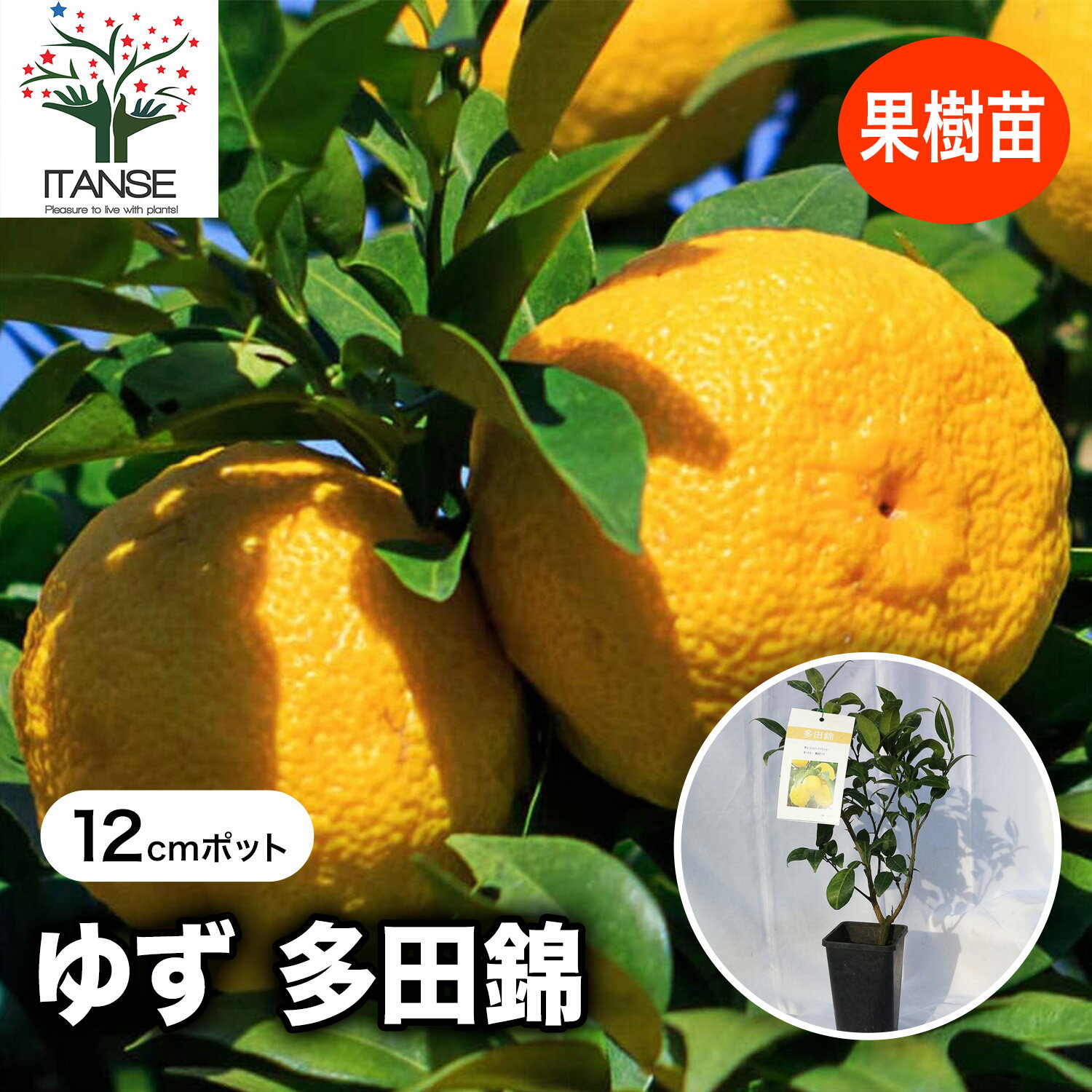 【送料無料】ゆず 多田錦 果樹苗 1〜2年生 挿し木苗 12cmロングポット 1本 ユズ 大苗 柚子 ベランダ 苗木 柑橘 香酸 ミカン 農園 農場 露地 シンボルツリー 耐寒性 自家結実性 常緑 庭木 植木 庭園 レモン 送料無料 即納