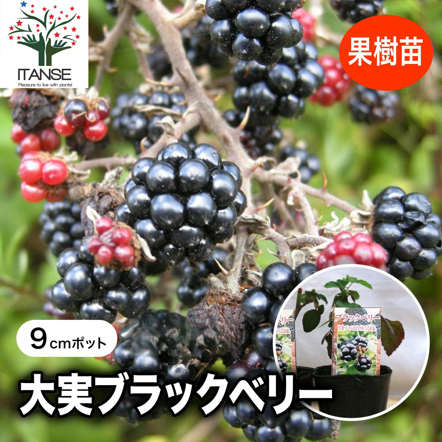 【送料無料】大実ブラックベリーの苗木 果樹苗 9cmポット挿し木苗 1個 ブラックベリー苗 キイチゴ苗 木いちご苗 木イチゴ苗 ラズベリー苗 家庭菜園 庭植え ベランダ 鉢植え 庭園 露地植え チェリー 庭園果樹 果樹園 料理 送料無料 即納