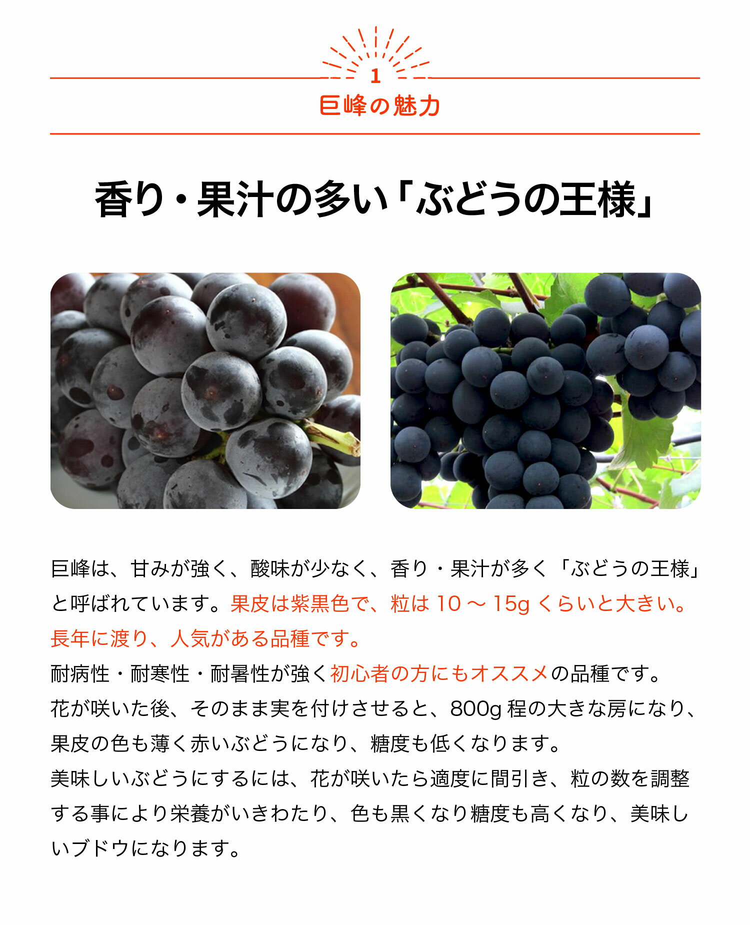 【送料無料】ぶどう 巨峰の苗木 果樹 1〜2年生苗15〜18cmポット大苗 1個 ぶどう苗 ...