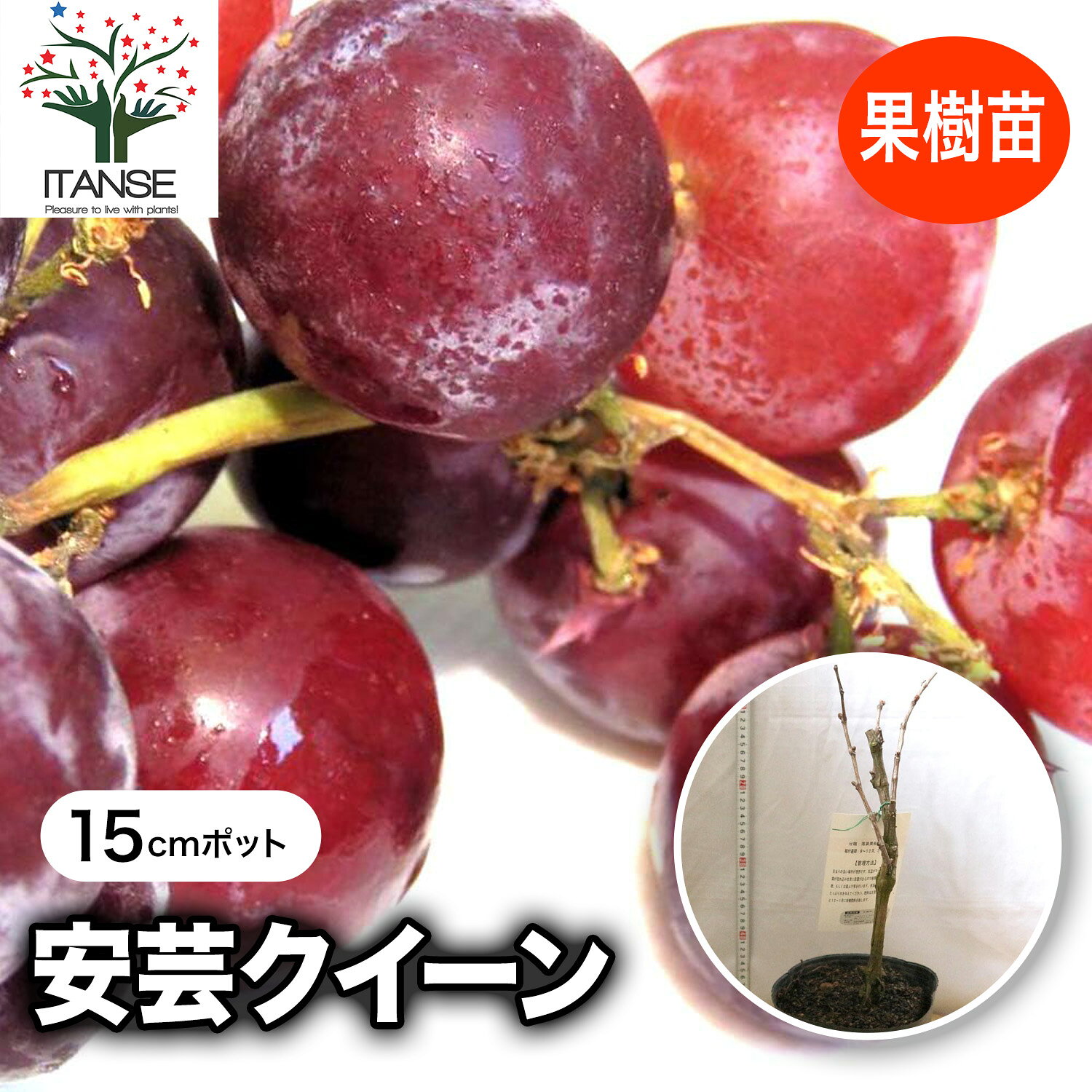 楽天市場】安芸クイーン 苗木の通販