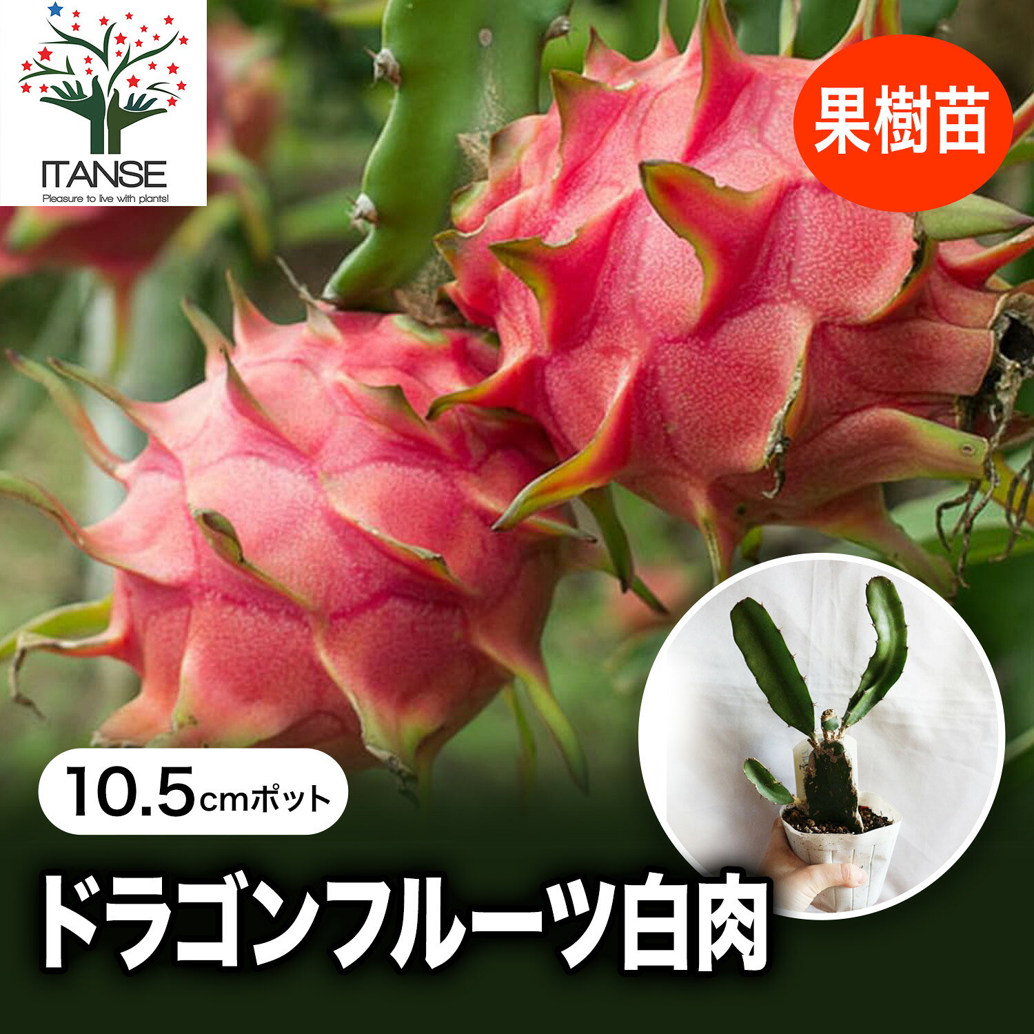 楽天市場】ドラゴン フルーツ 鉢植えの通販