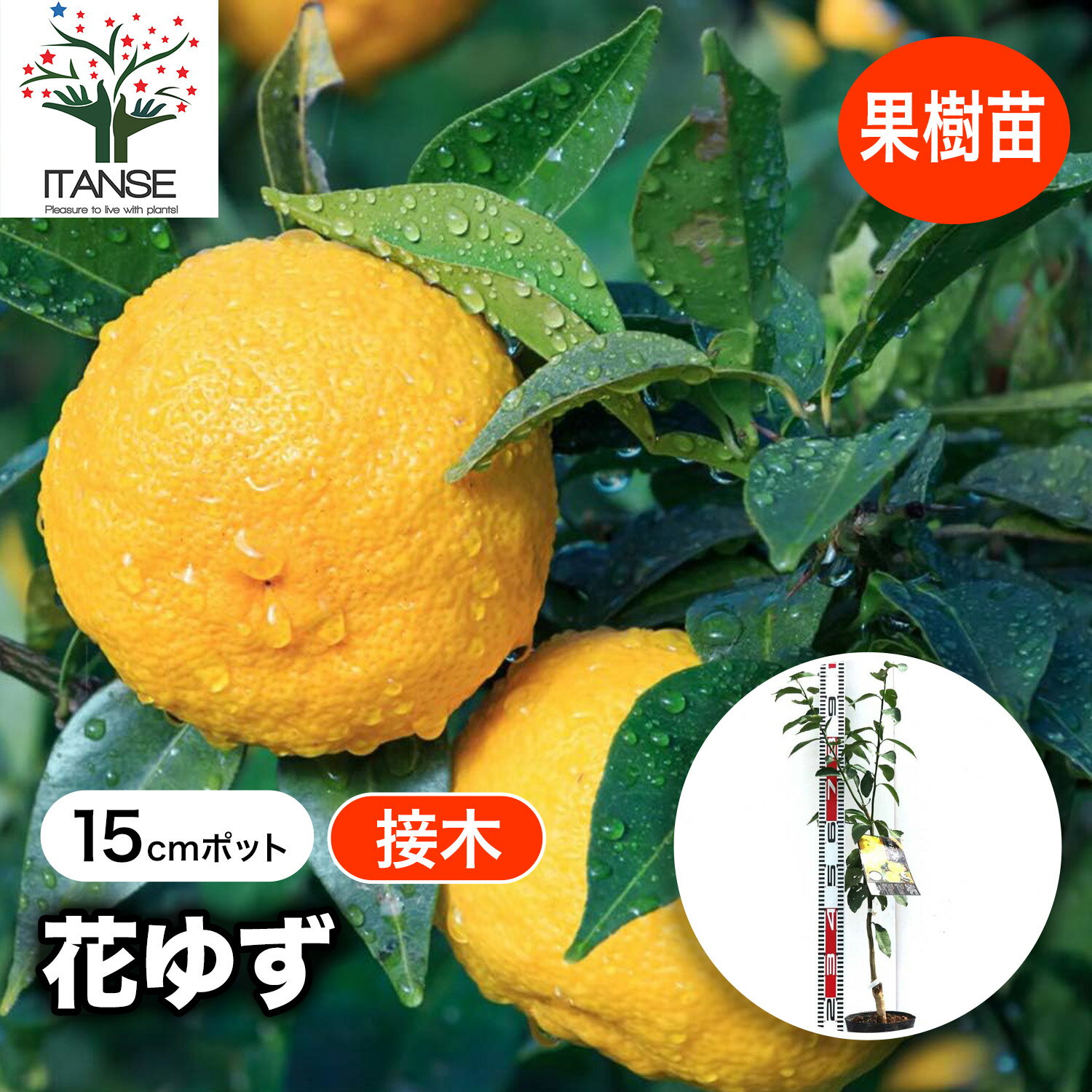 楽天市場】ゆず の 木 の 種類の通販