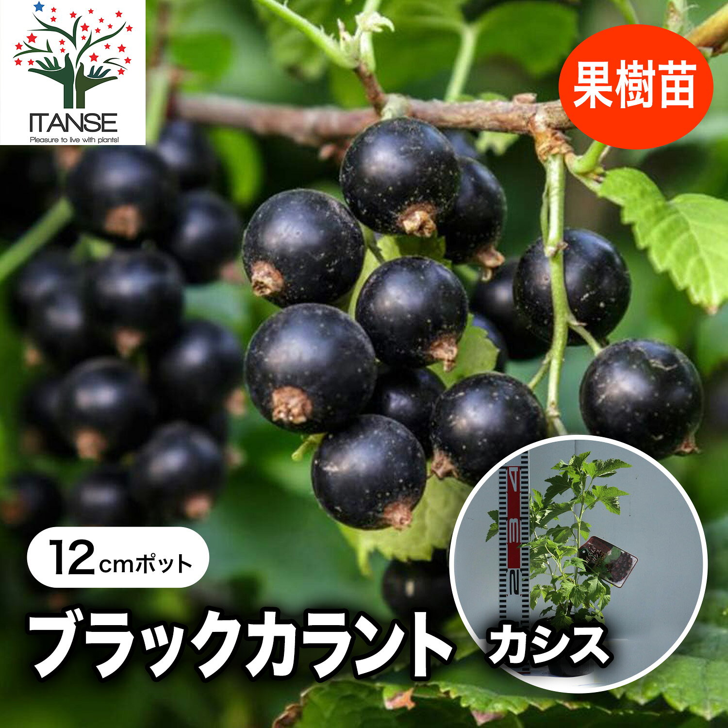 カシスの苗木ブラックカーラント果樹...