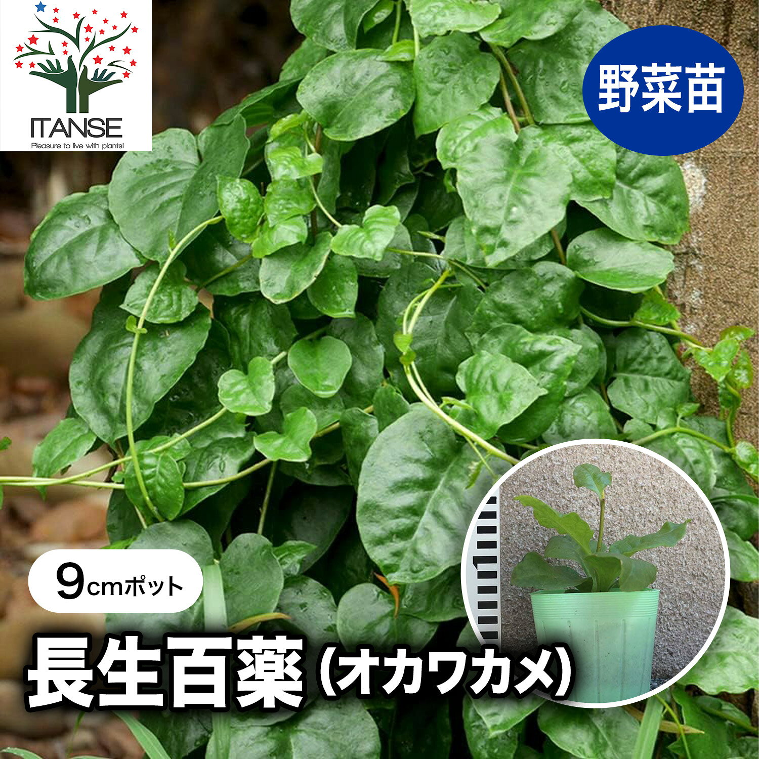 【SS★P5倍】長生百薬 オカワカメの苗 野菜の苗 9cmポット 長寿の薬草 雲南百薬 うんなんひゃくやく おかわかめ アカザカズラ 健康野菜苗 送料無料 即納