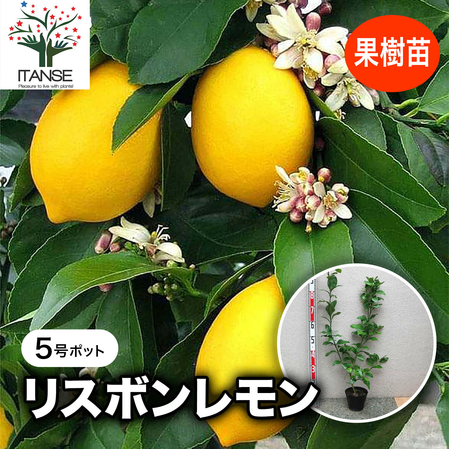 楽天市場】レモン 苗木 4年の通販