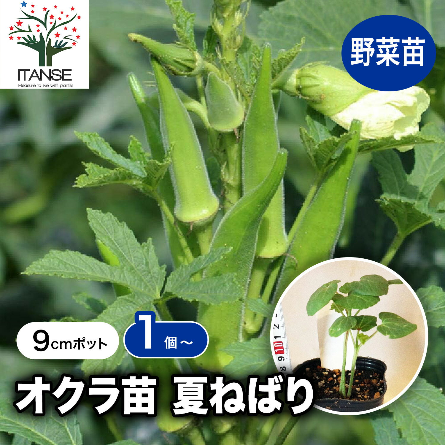 Rakuten - 【送料無料】オクラ苗 夏ねばり 野菜苗 9cmポット実生苗 オクラ苗 おくら苗 家庭菜園 ガーデニング ベランダ 簡単栽培 露地栽培 ハウス栽培 鉢植え プランター 人気野菜 夏野菜 送料無料 即納
