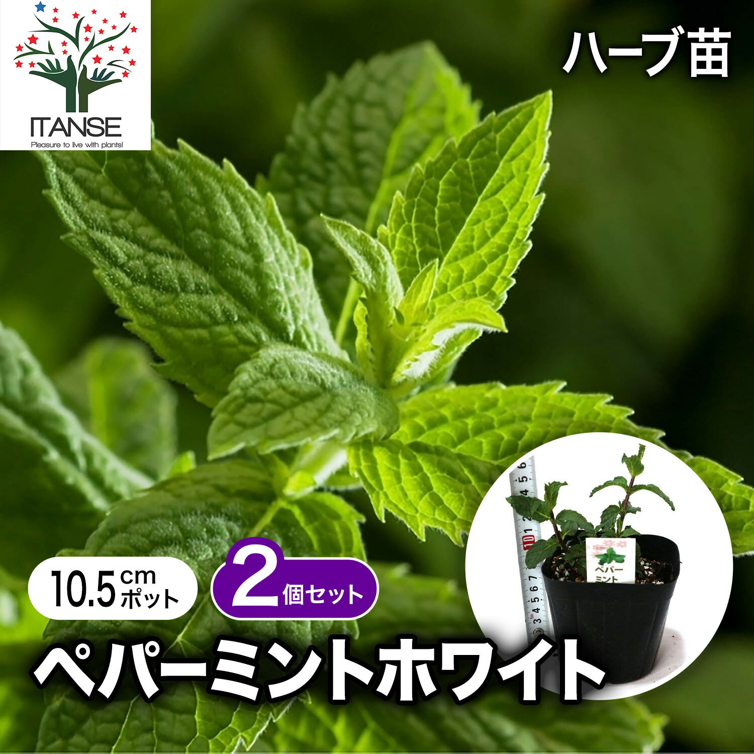 【送料無料】ペパーミント ホワイト ハーブ苗 10.5cmポット 2個セット ペパーミント苗 大苗 ドライハー..