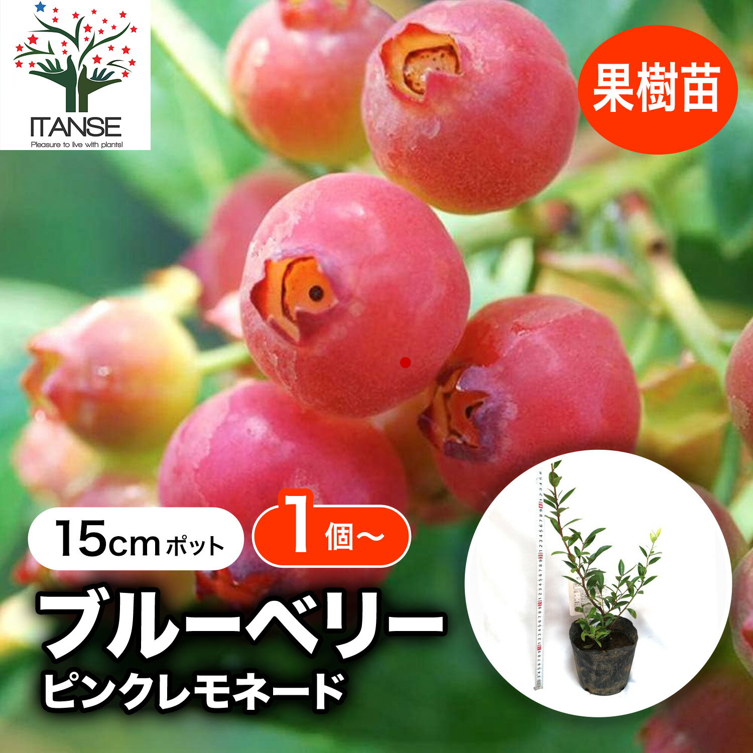 【SS期間★P5倍】ブルーベリー 苗木 ピンクレモネード 果樹苗 2年生 挿し木苗 15cmポット ぶるーべりー 大苗 自家結実性 植木 庭木 生垣 生け垣 垣根 目隠し シンボルツリー ベランダ 果樹園 挿木 送料無料 即納