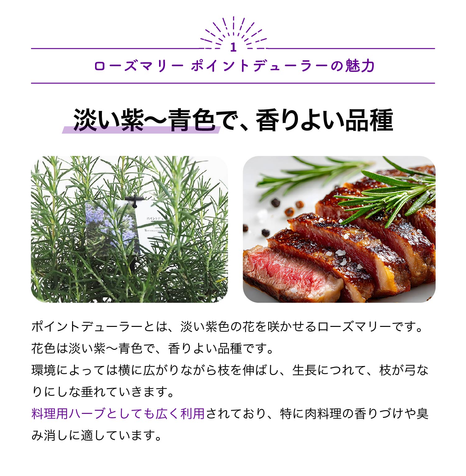 【送料無料】ローズマリー ポイントデューラー ハーブの苗 5号 送料無料 即納
