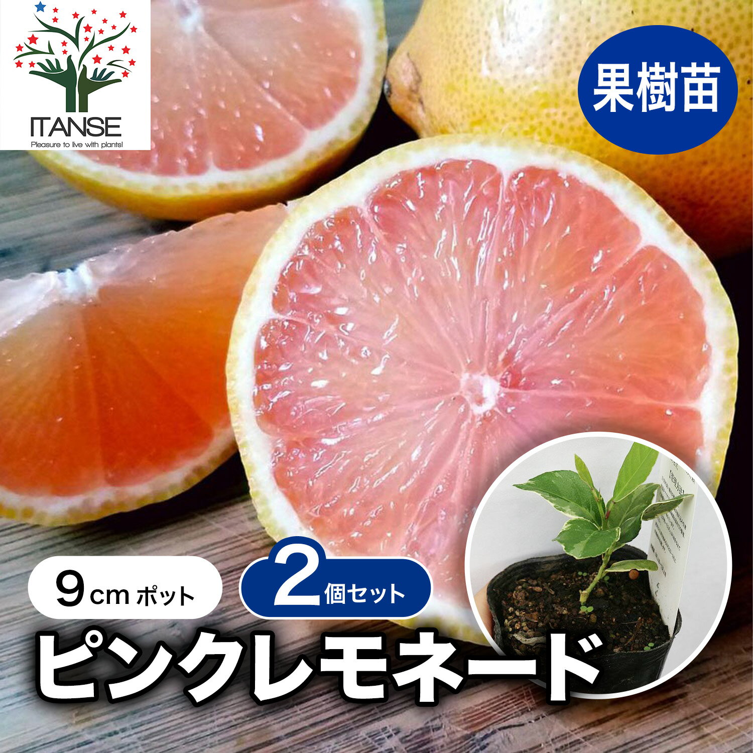 【送料無料】レモン ピンクレモネ