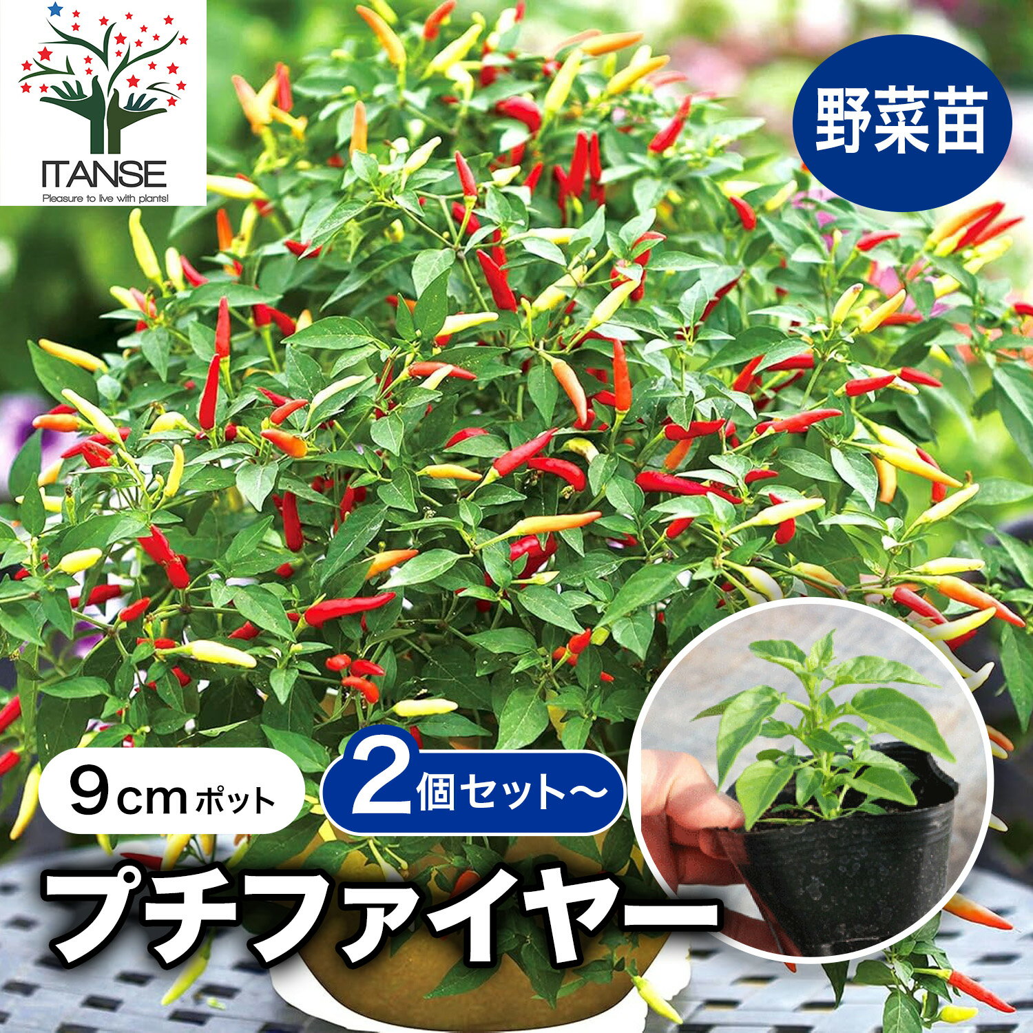 【送料無料】旨辛トウガラシ プチファイヤー 9cmポット自根苗 支柱不要 多収穫 野菜苗 トウガラシ苗 とうがらし苗 唐辛子苗 唐がらし Red pepper ベランダ 送料無料 即納