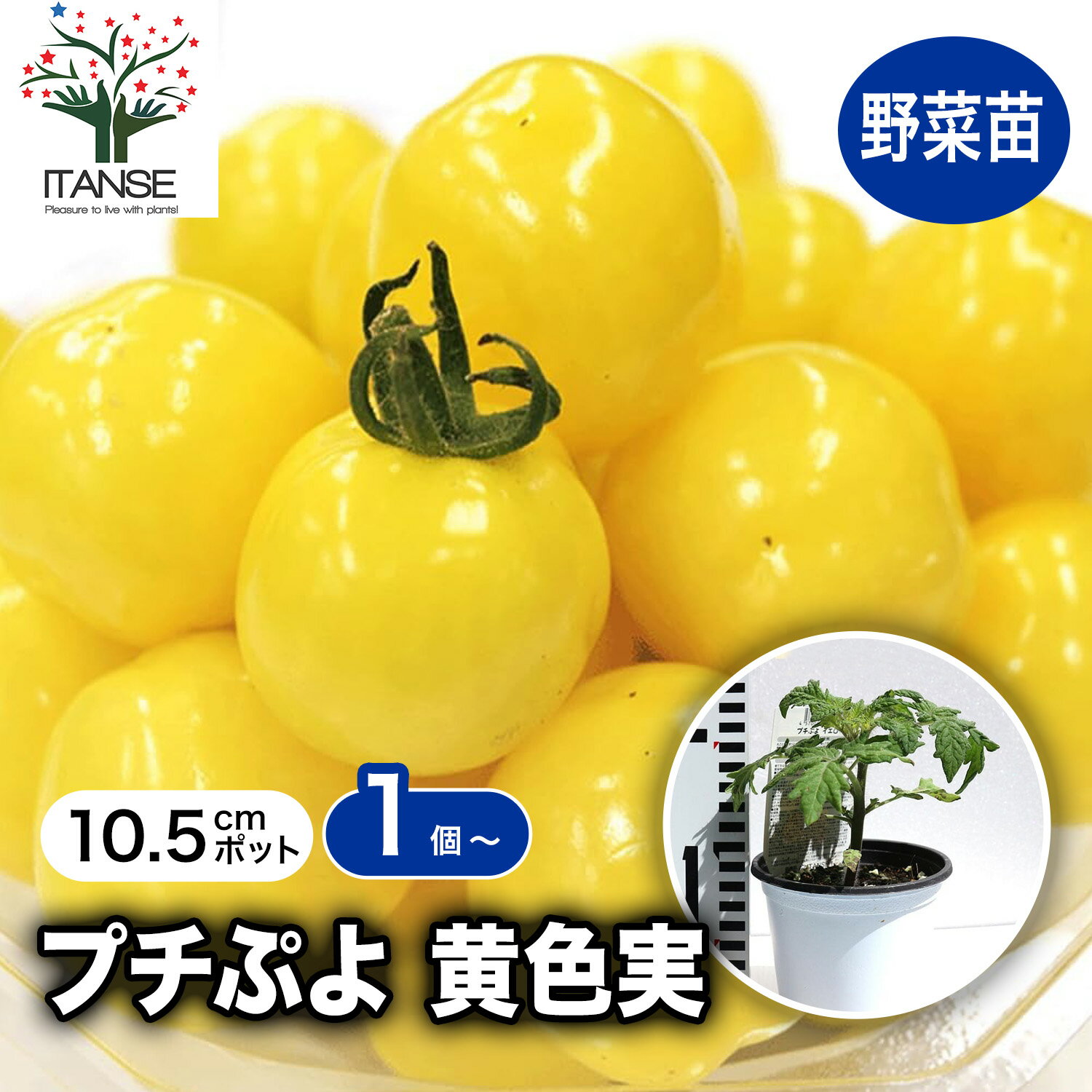 【マラソン期間★P5倍】プチぷよ 黄色実 新食感！薄皮ミニトマト 10.5cm半硬質ポット自根苗 野菜苗 ミニトマト苗 みにとまと苗 プチトマト苗 ベランダ 露地栽培 tomato 春植え 夏植え 春野菜 夏野菜 PVP 送料無料 即納