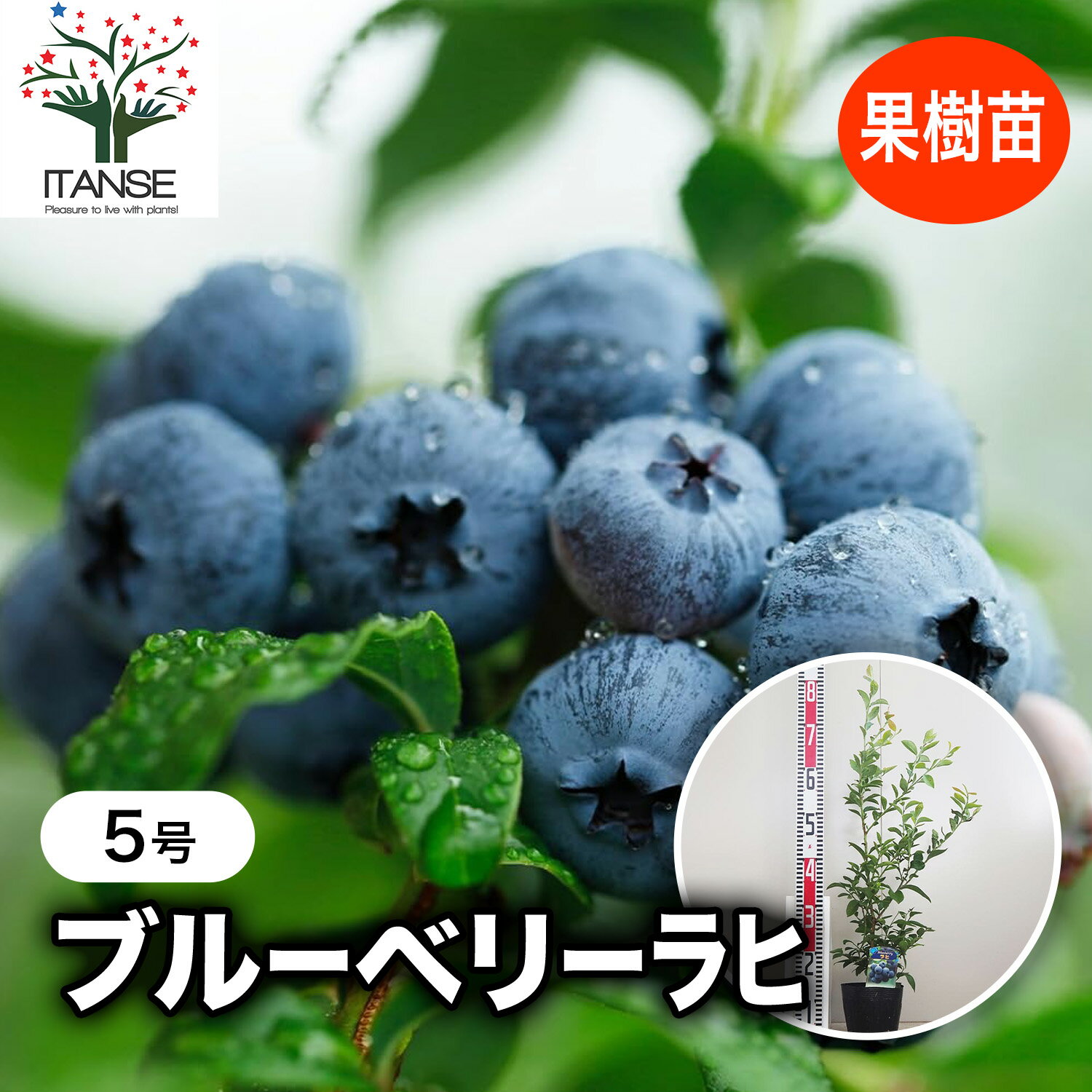 楽天市場】ブルーベリー 5号の通販
