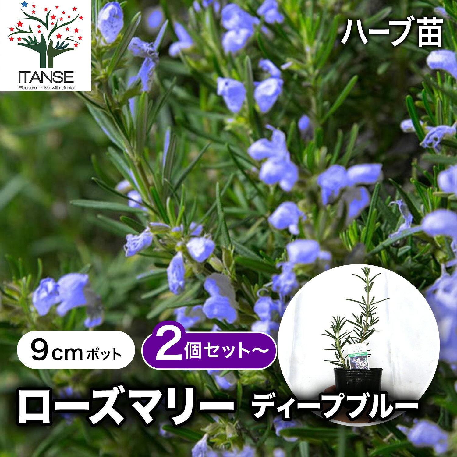 【送料無料】ローズマリーディープブルー ハーブ苗 9cmポット 2個～ ローズマリー苗 ドライハーブ 農園 グランドカバー ベランダ 庭園 アロマテラピー ハーブティー 露地 料理 レシピ 寄せ植え 送料無料 即納