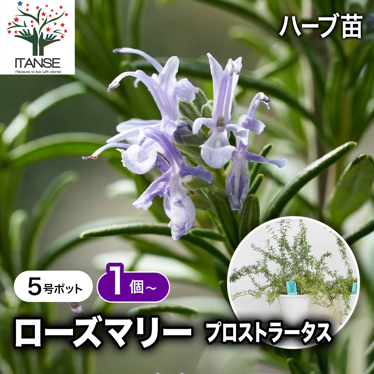 Rakuten - 【マラソン期間★P5倍】ローズマリー プロストラータス 【 ハーブの苗 5号 】 ローズマリーの苗 herb ハーブ ハーブ苗 ガーデニング 家庭菜園