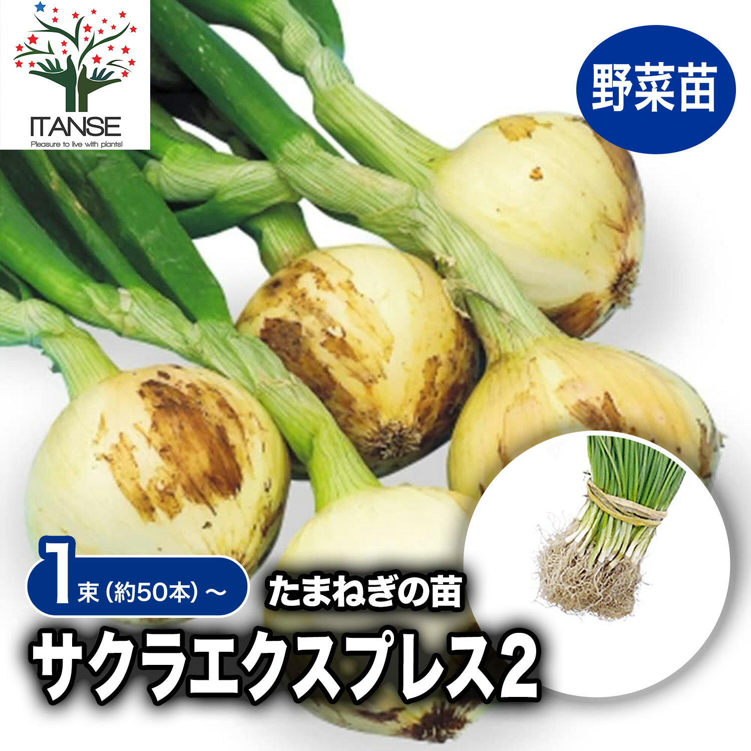 【送料無料】玉ねぎ抜き苗 品種：サクラエクスプレス2 ( 極早生 ) 野菜の苗 約50本 束 玉ねぎ 玉葱 タ..