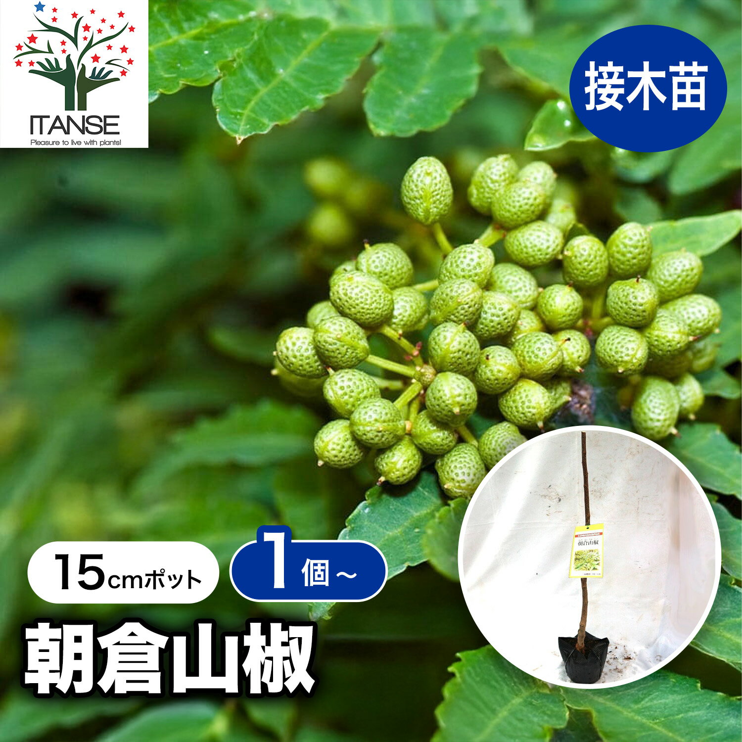 【送料無料】朝倉山椒 ( あさくらさんしょう トゲ無し実山椒 ) の苗木 15cmポット接木苗 1本売り 1年生..