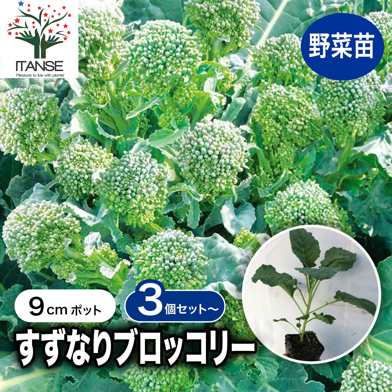 【送料無料】すずなりブロッコリー