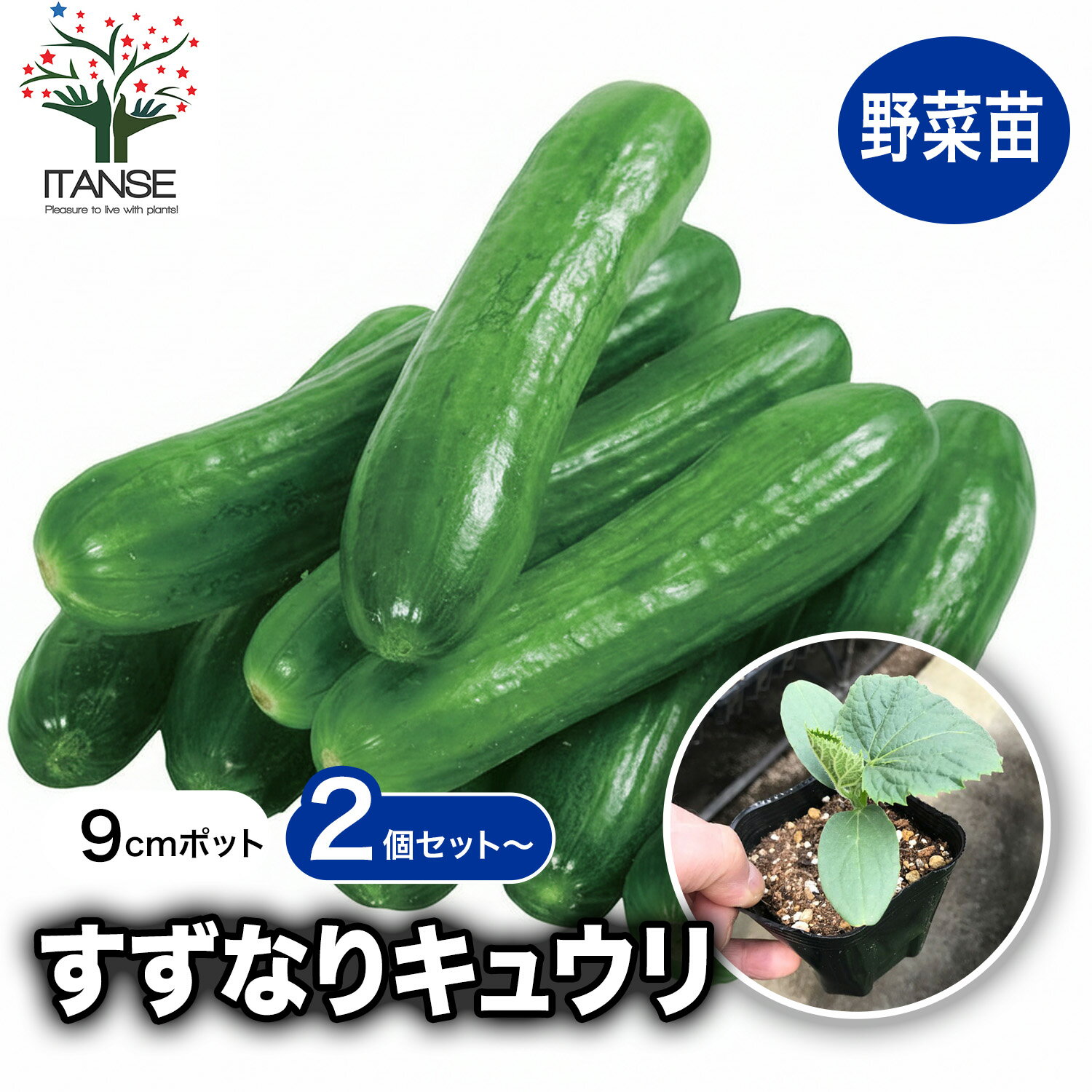 Rakuten - 【マラソン期間★P5倍】すずなりキュウリ 9cmポット自根苗 野菜苗 キュウリ苗 きゅうり苗 胡瓜苗 ベランダ 露地栽培 ハウス栽培 人気 定番 品種 レシピ 多収穫 摘心なし 送料無料 即納