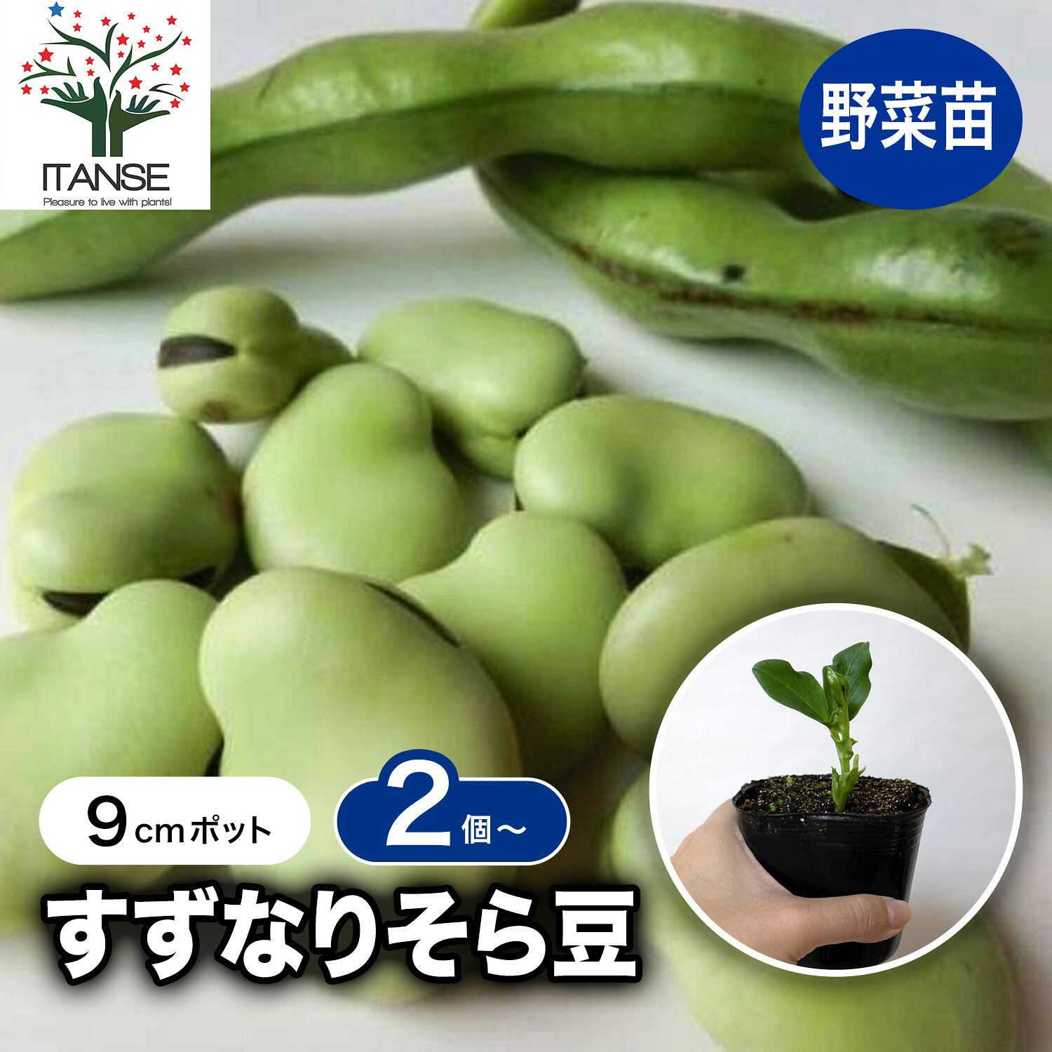 楽天市場】そら豆 大粒 種の通販