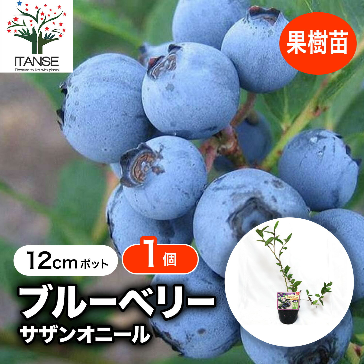 【SS期間★P5倍】ブルーベリー 苗木 サザンオニール 果樹苗 12cmポット 挿し木苗 1個 大実 サザンブッシュ系 ぶるーべりー 大苗 自家結実性 植木 庭木 生垣 垣根 目隠し シンボルツリー ベランダ 果樹園 挿木 送料無料 即納