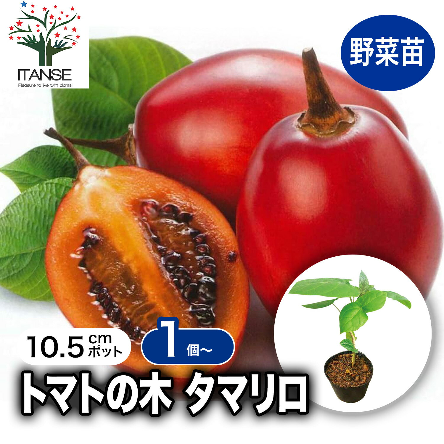 【マラソン★ポイント5倍】トマトの木 ( タマリロ ) の苗 10.5cmポット 自根苗 果樹苗 タマリロ苗 たまりろ苗 ベランダ 露地栽培 tomato 春植え 夏植え 野菜苗 フルーツ ツリートマト 希少 品種 送料無料 即納