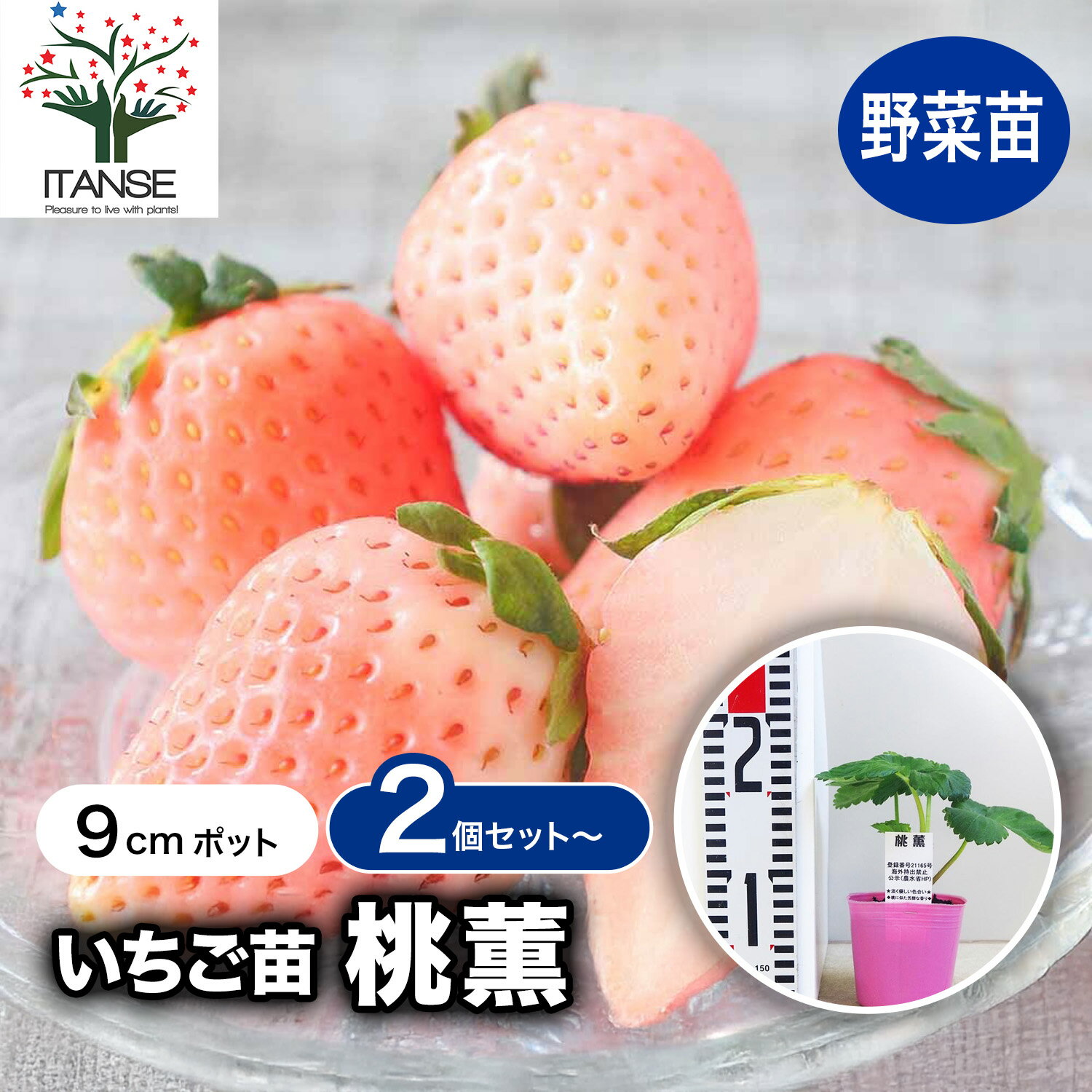 【送料無料】いちごの苗 桃薫 野菜の苗 9cm イチゴ苗 イチゴの苗 苺苗 苺の苗 甘い 美味しい 糖度 スト..