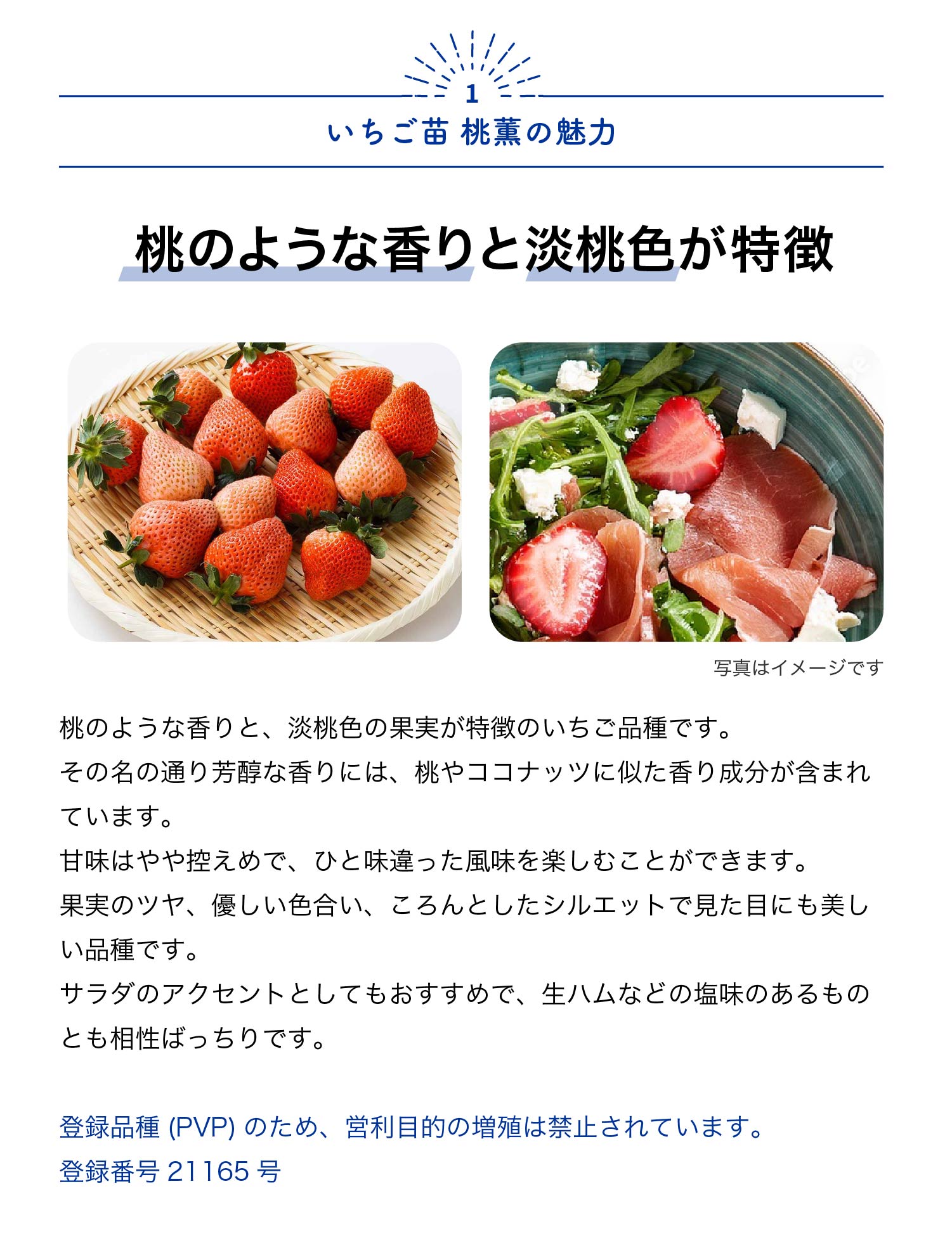 【送料無料】いちごの苗 桃薫 野菜の苗 9cm イチゴ苗 イチゴの苗 苺苗 苺の苗 甘い...