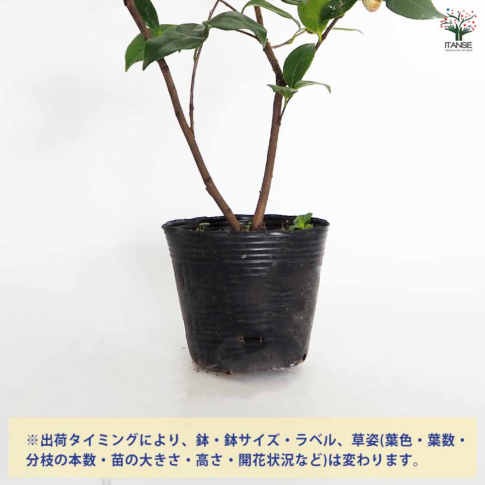 【送料無料】椿太郎冠者 ( たろうかじゃ ) 庭木 4〜4.5号鉢 1個売り ツバキ つばき...