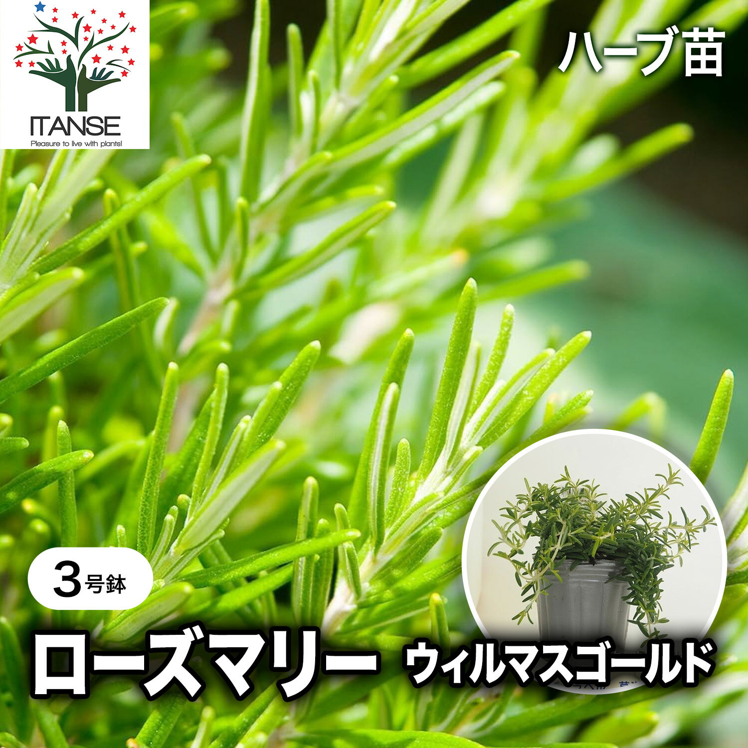 【送料無料】ローズマリー ウィルマスゴールド 【 ハーブの苗 3号 】 ローズマリーの苗 herb ハーブ ハーブ苗 ガーデニング 家庭菜園