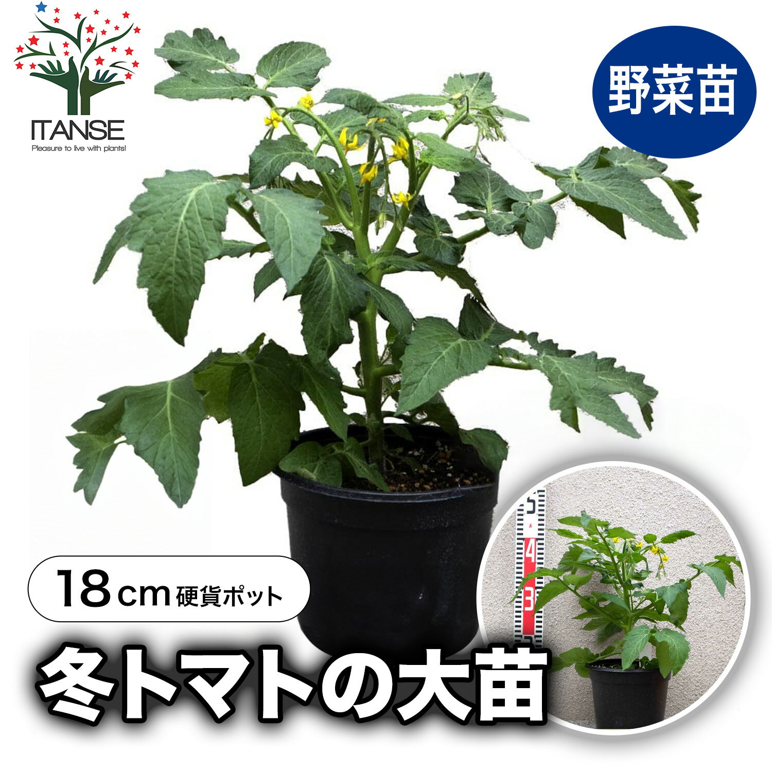 【ポイント2倍★マラソン期間】これだけでOK！冬トマト 野菜苗 18cm硬質ポット大苗1個 トマト専用肥料付 ミニトマト苗 矮性 窓辺 室内 ベランダ キッチン 料理 レシピ 栽培キット 栽培セット プレゼント ギフト 贈答 送料無料 即納