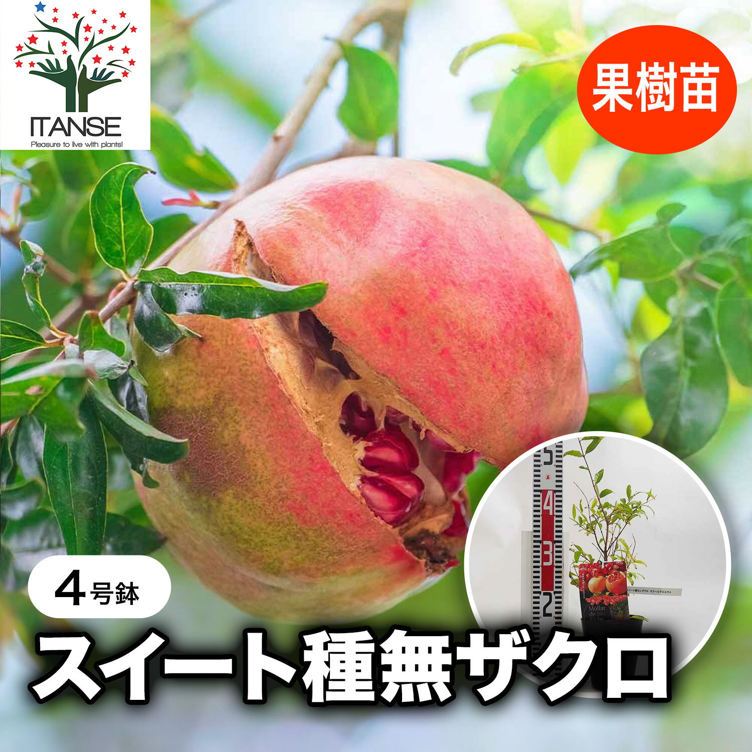【送料無料】スイート種無ザクロ モラールデエルチェ 果樹の苗木 挿し木苗4号鉢 1個売り ザクロ 柘榴 送料無料 即納