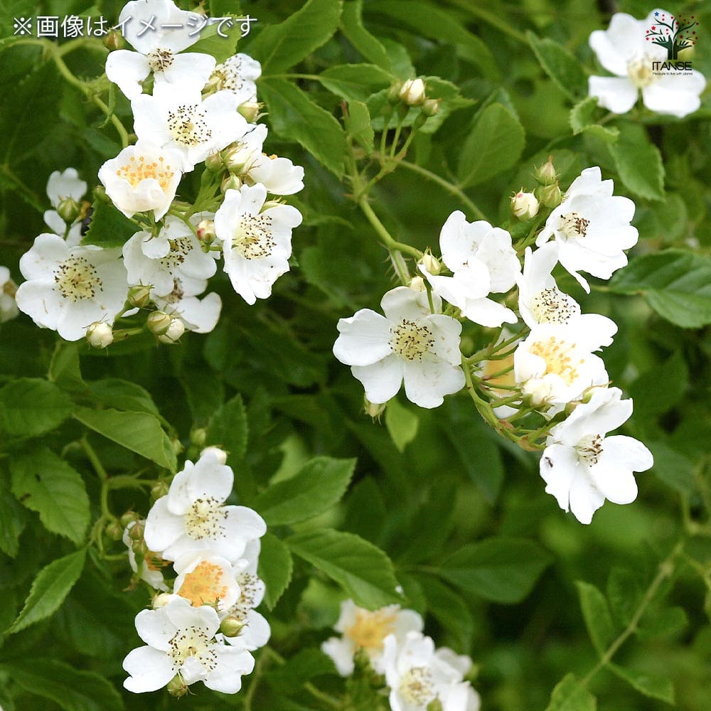 【送料無料】 薔薇 ロサムルティフローラ 【 花木苗 4号／1個売り 】 バラ苗 バラ...