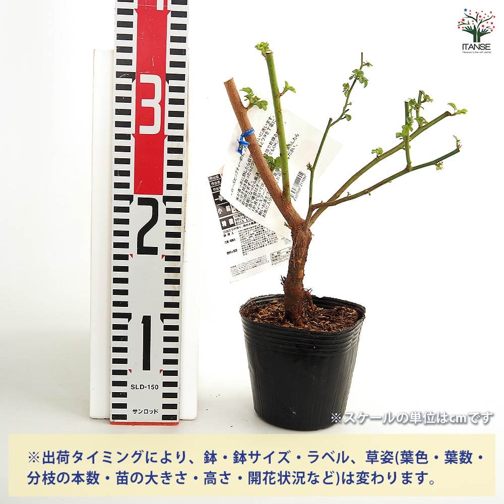 【送料無料】 薔薇 ロサムルティフローラ 【 花木苗 4号／1個売り 】 バラ苗 バラ...