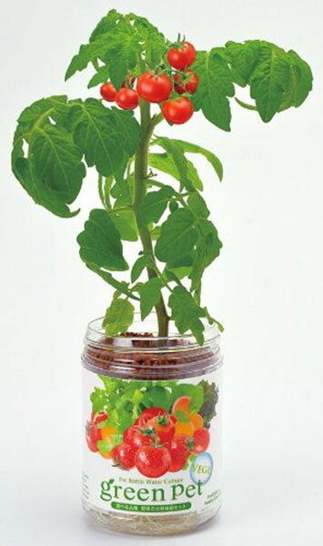 �ڥݥ����UP���ޥ饽����֡ۥ磻��ɥ��ȥ��٥꡼ ���դǰ�Ƥ륰�꡼��ڥåȥ٥� ���㤤�� ����� �� ��� ��ñ ���� �٥��� ����� ���ե� �ץ쥼��� £�� ������ ���渵 �վ� ����̵�� ¨Ǽ