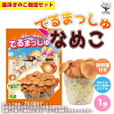 【送料無料】菌床きのこ栽培セット