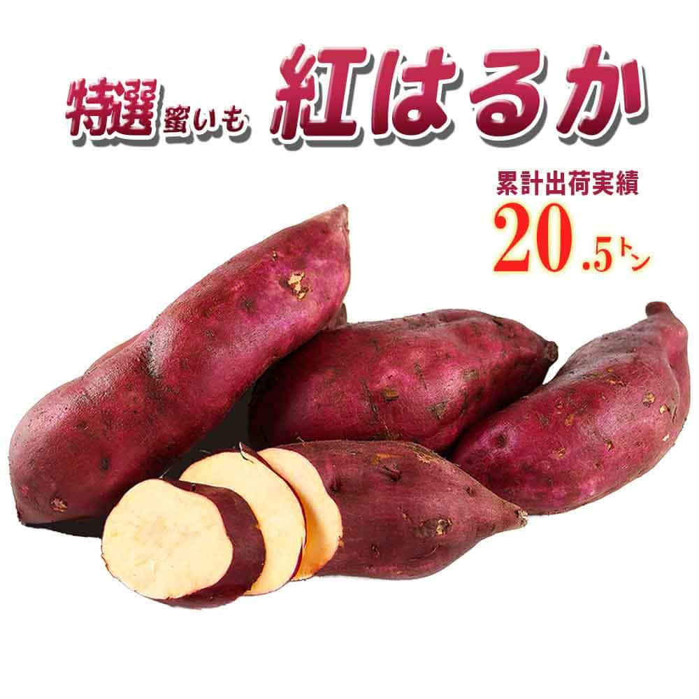 【送料無料】茨城県産 さつまいも 紅はるか【MLサイズ 2023 秋 新芋 土付き お買い得】美味しい べには..