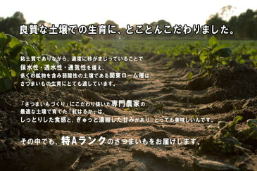 【送料無料・10月下旬出荷予定】茨城県産 さつまいも 紅はるか 5kg【特Aクラス さつまいも MLサイズ 2021 秋 新芋 土付き お買い得】べにはるか 焼き芋 やきいも 焼芋 サツマイモ さつま芋 プレゼント ギフト 贈答 甘い 人気品種 送料無料