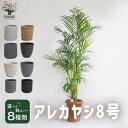 アレカヤシ選べる鉢セット【大型 観葉植物 8号鉢/1個】リビング オフィス 事務所 インテリア おしゃれ ガーデニング 初心者 育てやすい 御祝 お祝い 新築祝...