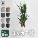 【送料無料】観葉植物 ユッカ ( 青年の木 ) 選べる鉢カバー付き 観葉植物 7号プラスチック鉢 1個売り リビング オフィス 事務所 インテリア 大型 おしゃれ オシャレ 育てやすい 御祝 お祝い 新築祝い プレゼント 鉢カバー10号 送料無料 即納
