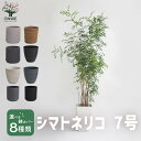 【送料無料】シマトネリコ 観葉植物 7号スクエア鉢 リビングやオフィス向きサイズ 1個売り タイワンシオジ モクセイ科 トネリコ属 贈答 ギフト インテリアグリーン 送料無料 即納