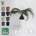 【送料無料】観葉植物 ソテツ 観葉植物 6号鉢 リビング オフィス 事務所 インテリア 大型 おしゃれ 初心者 育てやすい ガーデニング 御祝 お祝い プレゼント 人気 品種 観賞用 送料無料 即納